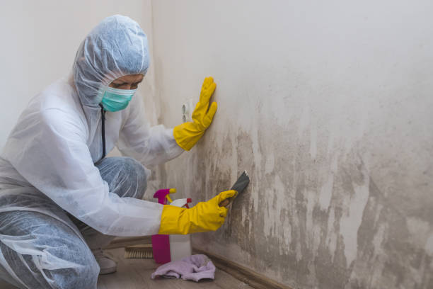 Best Black Mold Removal  in Lake Holiday, IL