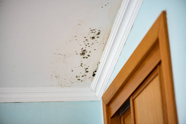 Best Best Mold Removal Companies  in Lake Holiday, IL