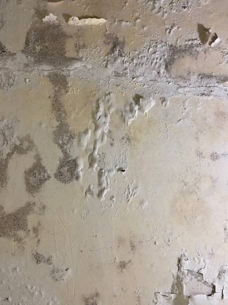 Best Emergency Mold Removal  in Lake Holiday, IL