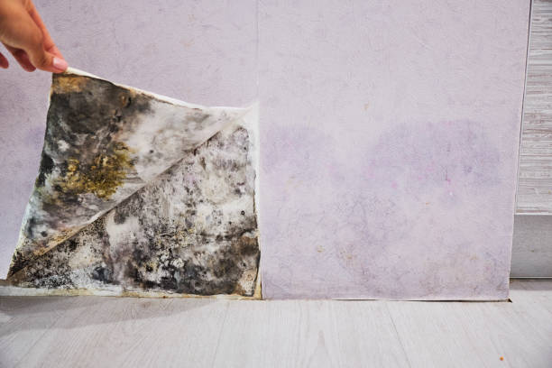 Office Mold Removal Services in Lake Holiday, IL